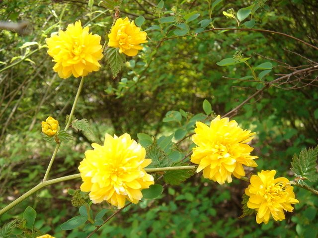 Kerria japonica 'Flore PLeno'